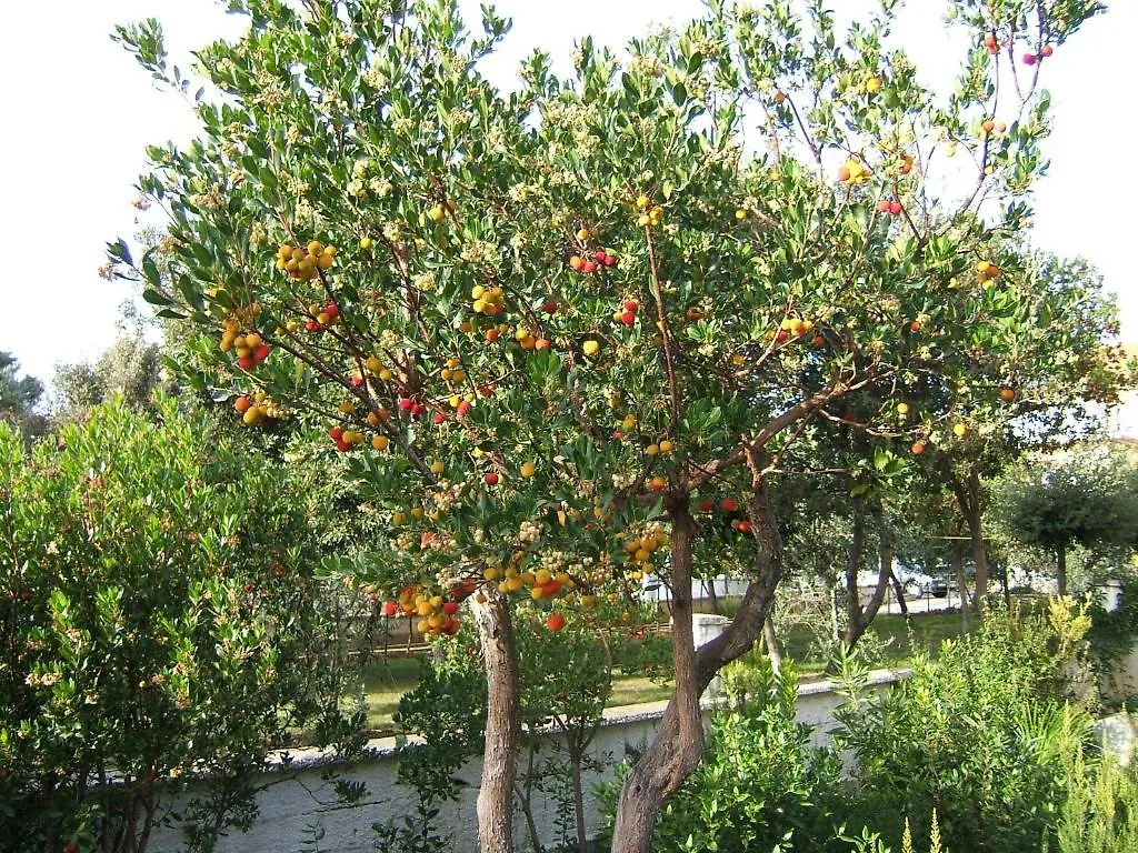 Vila Amantina Petrcane